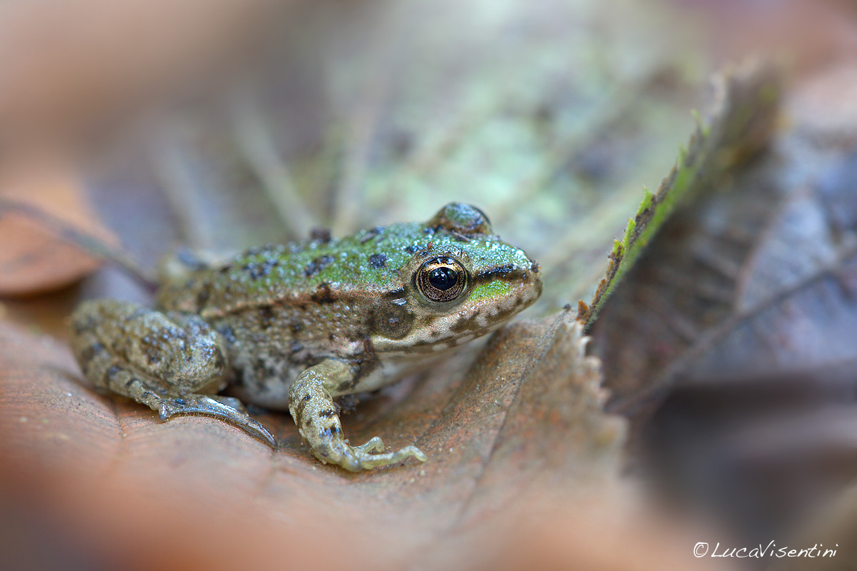 Identificazione rana - Pelophyax sp.